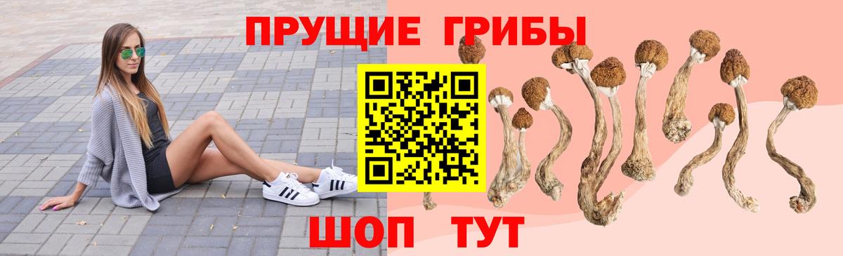 Галлюциногенные грибы Psilocybine cubensis Донской